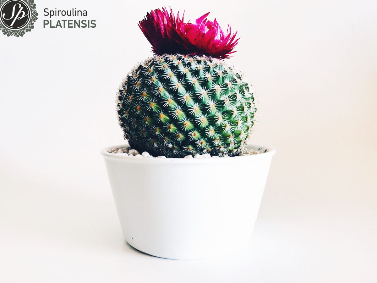 Κάκτος σε λευκό γλαστράκι