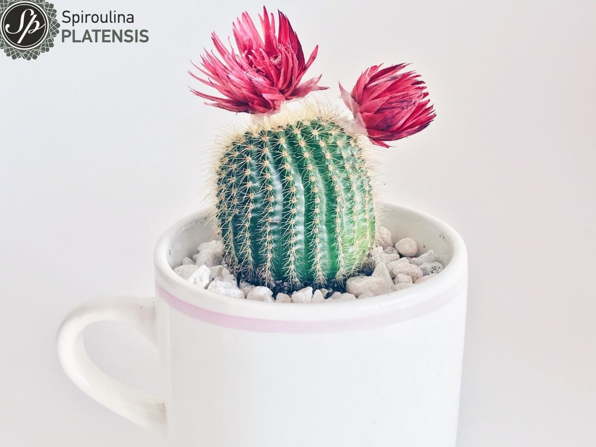 cactus in white cup