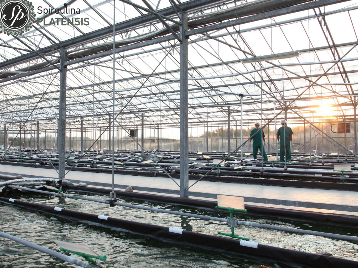 Εσωτερικό μονάδας παραγωγής Spiroulina PLATENSIS
