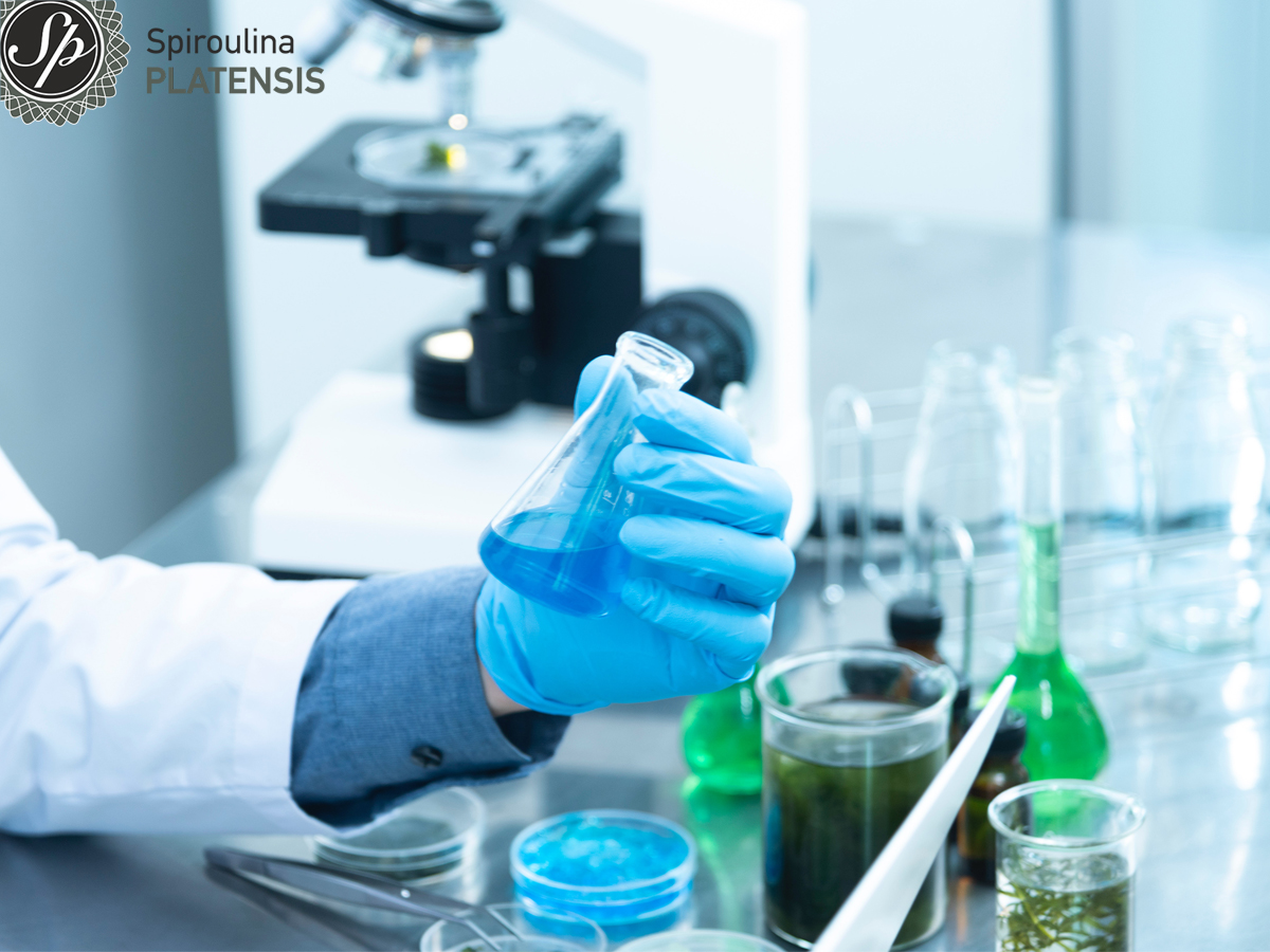 Χέρι με μπλε γάντι σε εργαστήριο που κρατάει γαλάζιο μπουκαλάκι με φυκοκυανίνη και υπάρχει φαρμακευτικό δοχείο με σπιρουλίνα σε υγρή μορφή