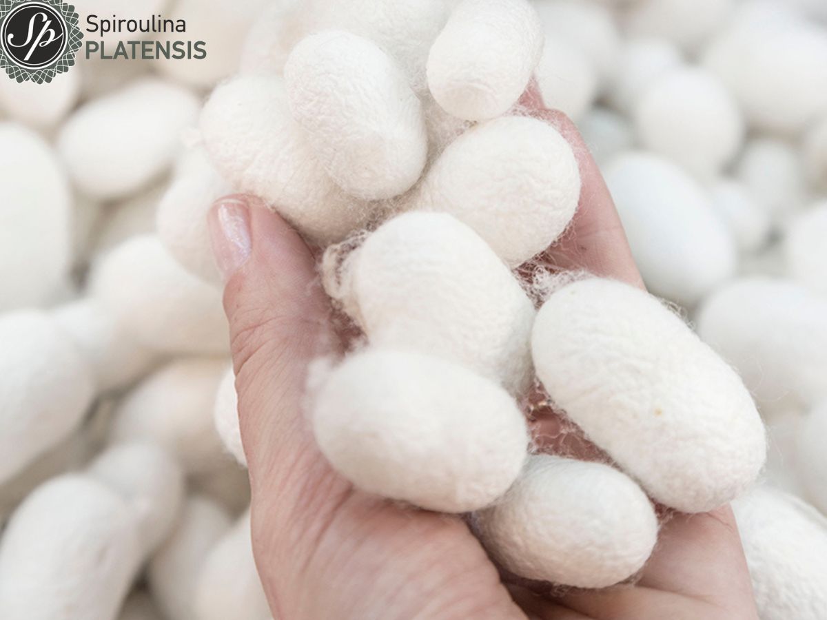 Χέρι που κρατάει στην παλάμη κουκούλια μεταξιού